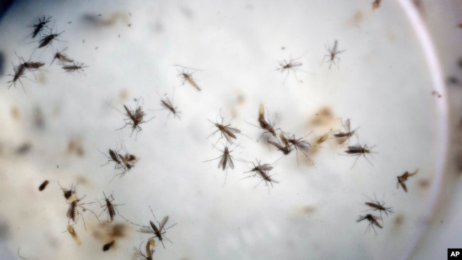 FILE - In this Feb. 11, 2016 file photo of aedes aegypti mosquitoes are seen in a mosquito cage at a laboratory in Cucuta, Colombia.