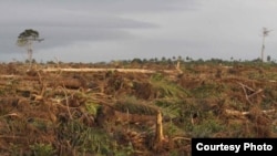 In southwest Cameroon, forests are razed for a palm oil plantation. (Courtesy Center for Environment and Development Cameroon) 