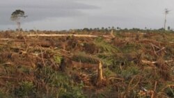 Déforestation: Samuel Nguiffo, directeur du CED au Cameroun, joint par Nathalie Barge