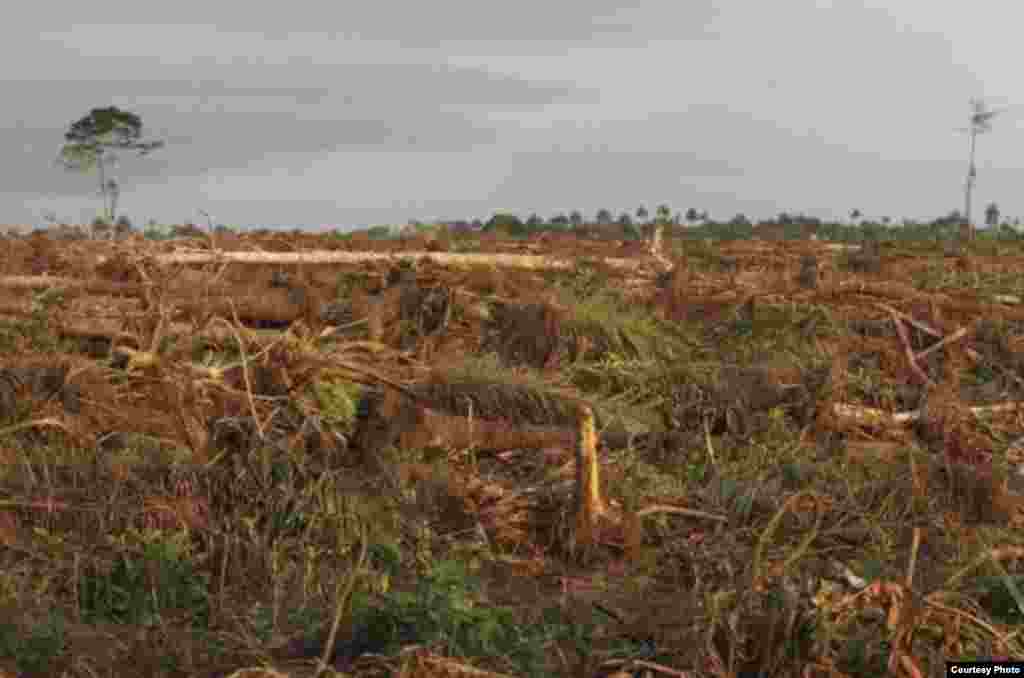 New high resolution maps show the world is losing 50 football fields a minute of forested land.&nbsp; These forests were razed in southwest Cameroon for a palm oil plantation. (Center for Environment and Development Cameroon) 