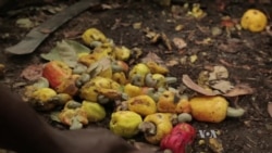 Cashew Production Booms in Ivory Coast