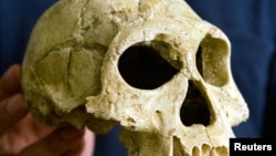 FILE - The skull of the early human species Homo erectus. (REUTERS/David Mdzinarishvili)