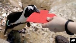 A penguin gets a heart-shaped nesting material from biologist Spencer Rennerfeldt at the California Academy of Sciences, Feb. 13, 2018, in San Francisco. 