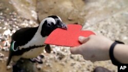 A penguin gets a heart-shaped nesting material from biologist Spencer Rennerfeldt at the California Academy of Sciences, Feb. 13, 2018, in San Francisco. 