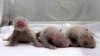 China Unveils Rare Panda Triplets