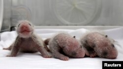 Les trois bébés de Juxiao, à Guangzhou, dans la province de Guangdong (Reuters)