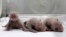 Newborn giant panda triplets, which were born to giant panda Juxiao (not pictured), are seen inside an incubator at the Chimelong Safari Park in Guangzhou, Guangdong province, August 9, 2014.