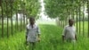 Indian Farmers Fighting Pollution One Tree at a Time