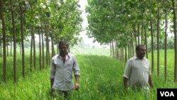 Indian Farmers Fighting Pollution One Tree at a Time