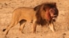افریقہ میں شیروں کا غیر قانونی شکار