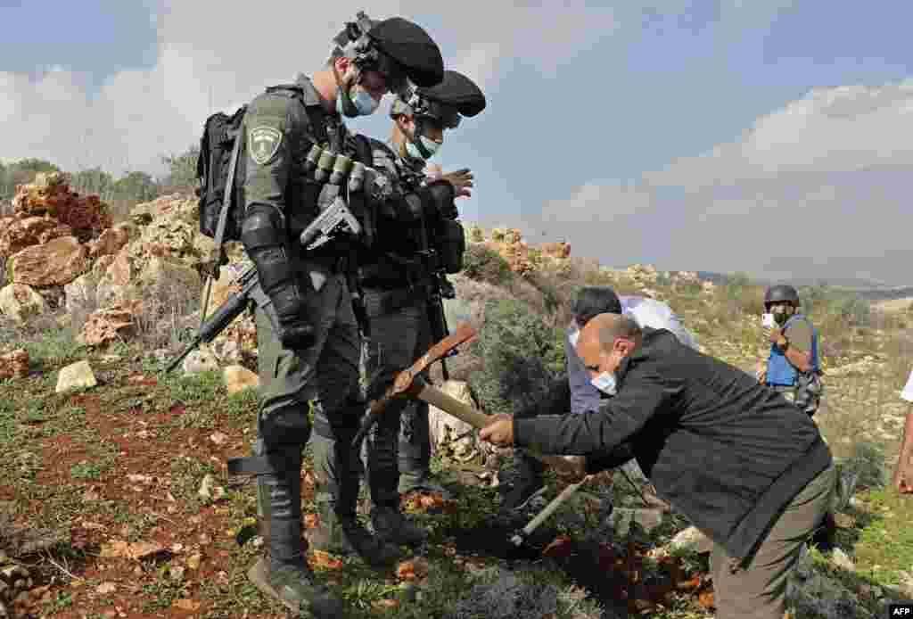 Israeli border police watch Palestinians planting young olive trees on Palestinian land near an Israeli settlement outpost, west of Salfit in the center of the occupied West Bank.