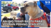 Anjing Terapi Bantu Para Veteran Perang atasi PTSD