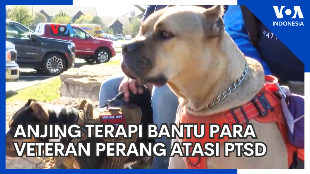 Anjing Terapi Bantu Para Veteran Perang atasi PTSD