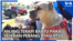 Anjing Terapi Bantu Para Veteran Perang atasi PTSD