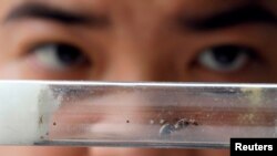 Chris Chan, an ant collector, holds up a queen ant at a house he rented to keep his ants in Johor Bahru, Malaysia, April 19, 2017. 