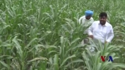印度农民使用智能农耕法应对气候变化
