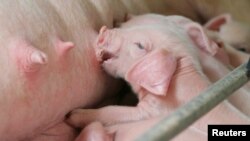 La porcicultura (cría de cerdos) es una industria de gran desarrollo en América Latina.