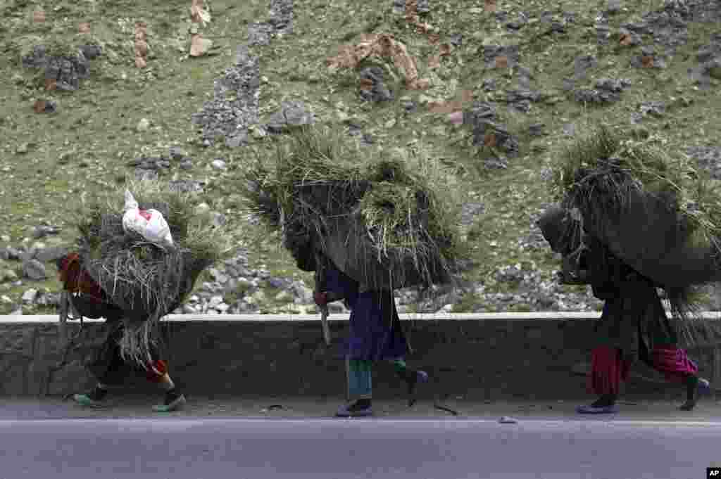 Women carry grass for cattle on their backs, in the Srobi district of Kabul, Afghanistan.