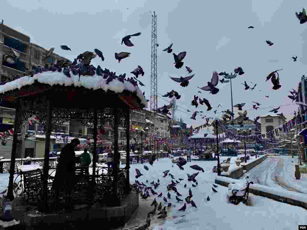 سرینگر کی ایک شاہراہ پر برفباری کے بعد ایک شخص کبوتروں کو دانہ ڈال رہا ہے۔
