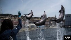 Des dauphins lors de la pratique à l'aquarium de Gênes, en Ligurie, le 22 mai 2020. L'aquarium de Gênes devrait rouvrir le 28 mai après plus de deux mois de fermeture. (Photo de MARCO BERTORELLO / AFP)