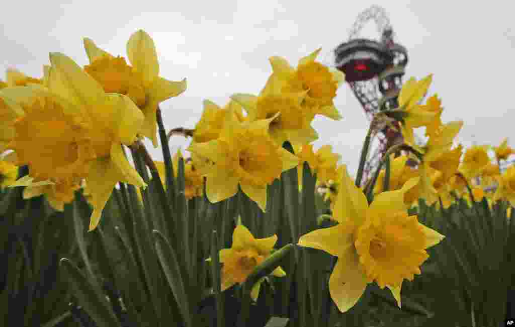 Hoa thủy tiên tại Công viên Olympic ở London. Nhiệt độ ôn hòa trái mùa đang khiến một số hoa nở sớm và một số sân trượt băng ngưng hoạt động.