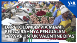  Dari Kolombia via Miami: Bergairahnya Penjualan Mawar untuk Valentine di AS