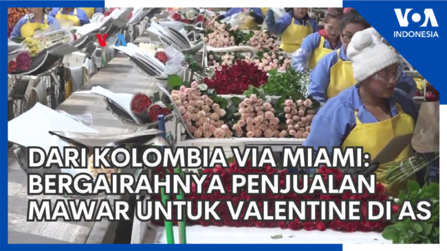  Dari Kolombia via Miami: Bergairahnya Penjualan Mawar untuk Valentine di AS