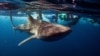 Le requin baleine, le plus gros poisson du monde, sur l'atoll sud d'Ari des Maldives, le 27 août 2012. REUTERS / David Loh / File Photo