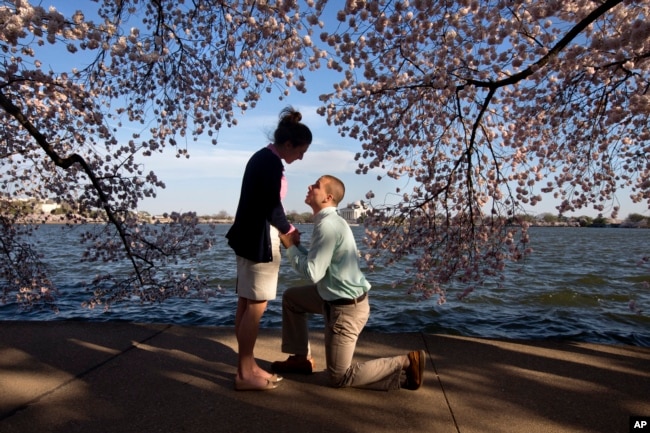 In Washington, D.C. with cherry blossoms in full bloom, this man asked his girlfriend to marry him. Was spring fever responsible? Who knows! (AP PHOTO)
