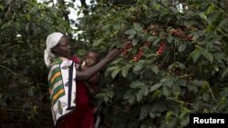 Une femme ramasse des baies de café près de Kiambu, Kenya, 10 novembre 2015.