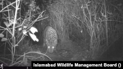 سن 1986 سے لے کر اب تک ایبٹ آباد میں خواتین اور بچوں سمیت کل 11 افراد تیندوے کی ذد میں آ چکے ہیں۔