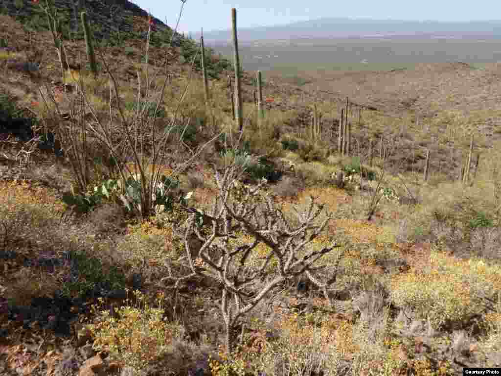 In the drier Arizona upland plant communities some species will likely decline with forecasted climate while cacti may well increase in abundance and range. (Sarah Studd/National Park Service) 