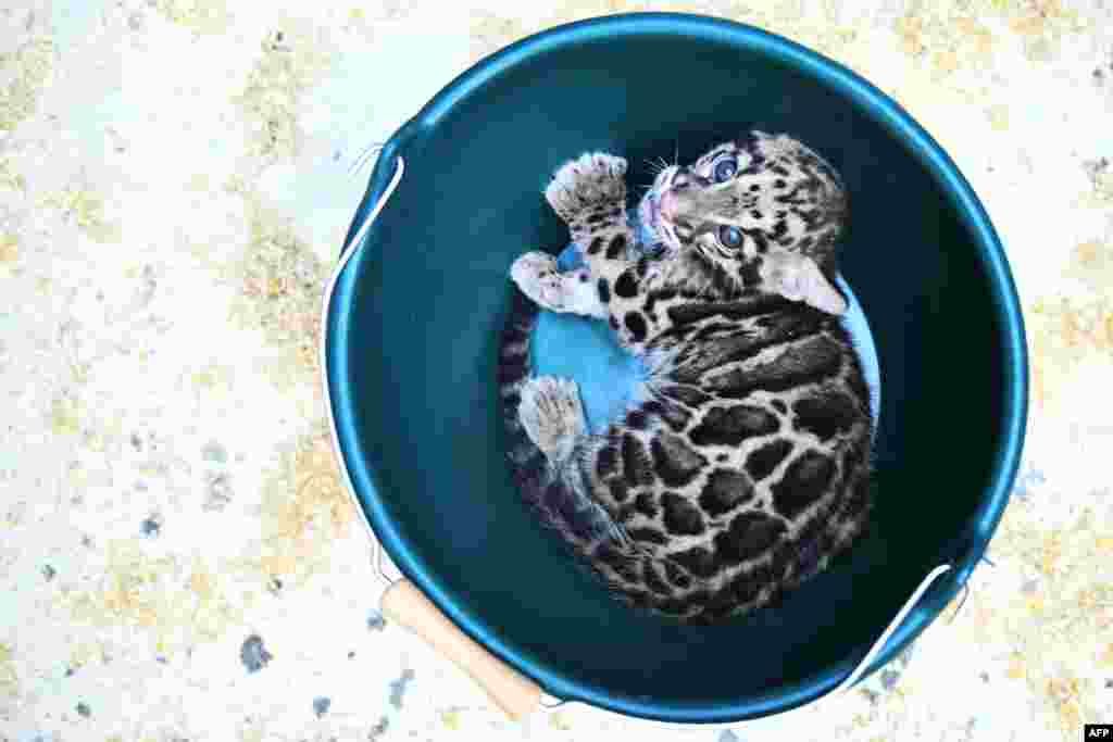 A clouded leopard cub is pictured in a bucket during a medical exam at the Mulhouse zoo, eastern France.