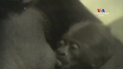 SHORT VIDEO: Փոքրիկ Ադեփան