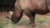 Des cornes de rhinocéros d'une valeur de 3,5 millions de dollars saisies en Afrique du Sud