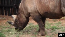 L'un des cinq rhinocéros d'un zoo tchèque réinstallés au Rwanda, le 25 juin 2019.