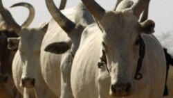 Seven Killed in South Sudan Cattle Raid [2:17]