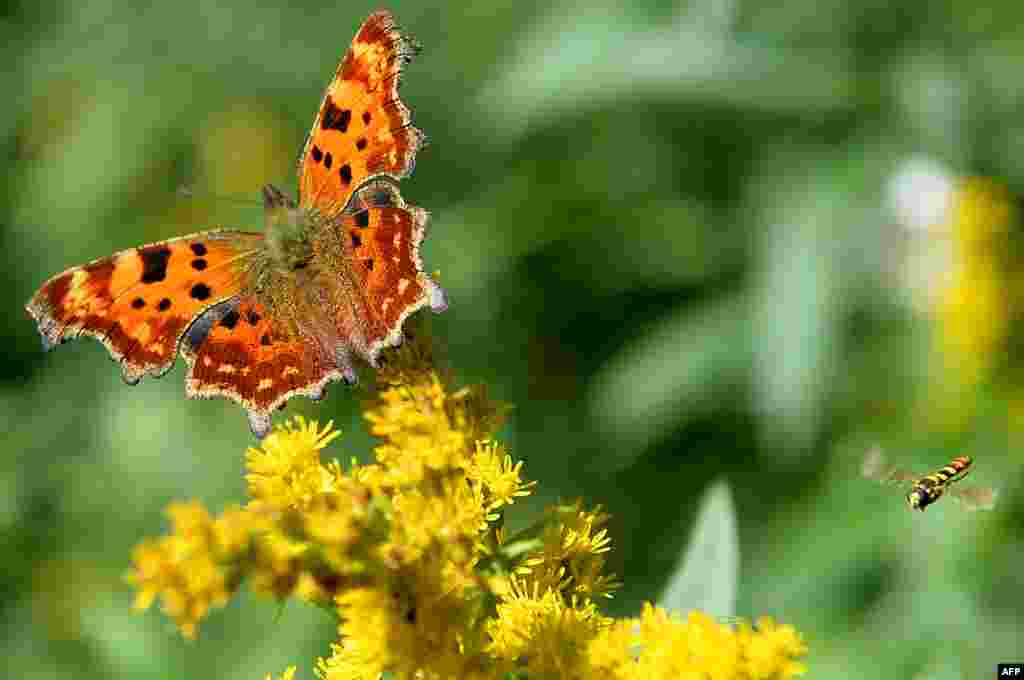 The Comma buttefly is perched on a flower as a wasp flies by, in Popielarze village, near Warsaw, Poland.