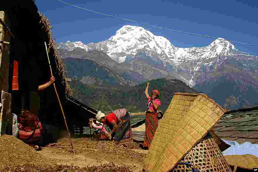 Ảnh đoạt Giải Nhất (Grand Prize) - Các phụ nữ trong thị trấn Ghandruk của Nepal thu hoạch kê (Ảnh: Sirish B.C.)