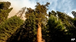 16 Eylül 2021 - California'daki Sekoya Ulusal Parkı'nda yangın tehlikesine karşı koruma çalışmaları hızlandırıldı