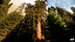 Гигантская секвойя в Национальном парке секвой, Калифорния