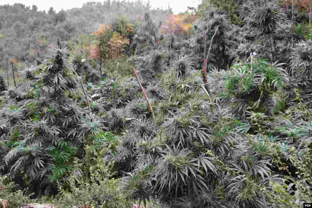 Ilegal Marijuana in Southern Albania