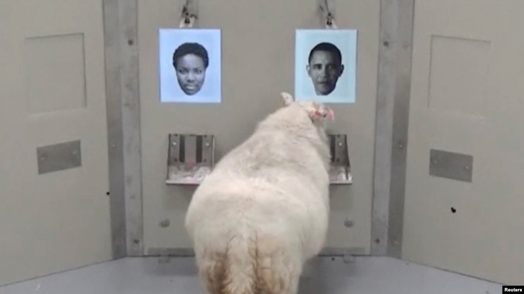 Resultado de imagen para sheep can recognise people