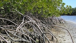 Mangroves in Everglades National Park in the state of Florida