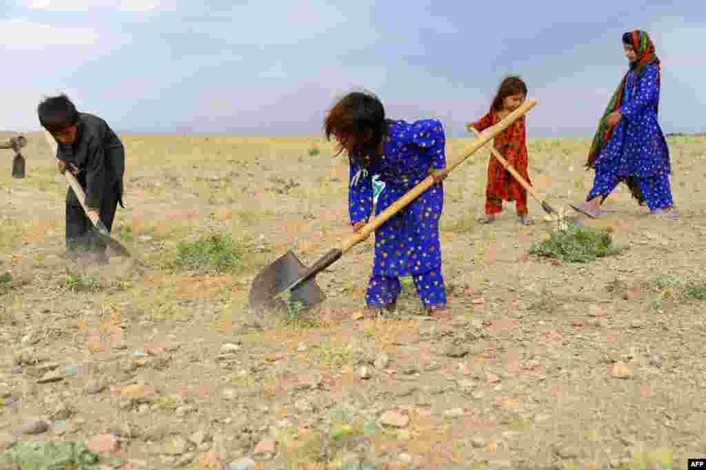 Afghan children collect grass, twigs and other vegetation for fire in a field on the outskirt of Herat province, Afghanistan.
