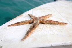 Bintang laut ditemukan mati setelah tumpahan minyak di Mauritius.