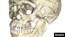 A composite reconstruction of the earliest known Homo sapiens fossils from Jebel Irhoud in Morocco, based on micro computed tomographic scans of multiple original fossils, is shown in this undated handout photo obtained by Reuters, June 7, 2017. 