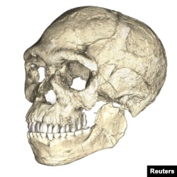 A composite reconstruction of the earliest known Homo sapiens fossils from Jebel Irhoud in Morocco, based on micro computed tomographic scans of multiple original fossils, is shown in this undated handout photo obtained by Reuters, June 7, 2017.