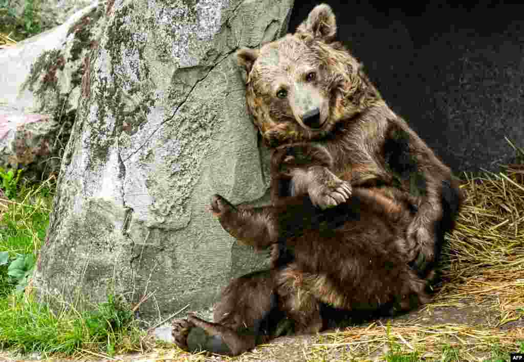 &laquo;کیوی&raquo; نام یک خرس در باغ وحش فرانسه است که در فیلم خرس نیز ایفای نقش کرد. او قرار است به همراه سایر خرسهای این باغ وحش به مکانی بزرگتر منتقل شود. &nbsp;