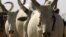Cattle in South Sudan (file photo 2009)